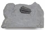 Calymene Niagarensis Trilobite Fossil - New York #357101-1